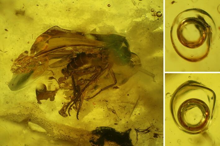 Fossil Fly (Diptera) and an Air Bubble in Baltic Amber #159881